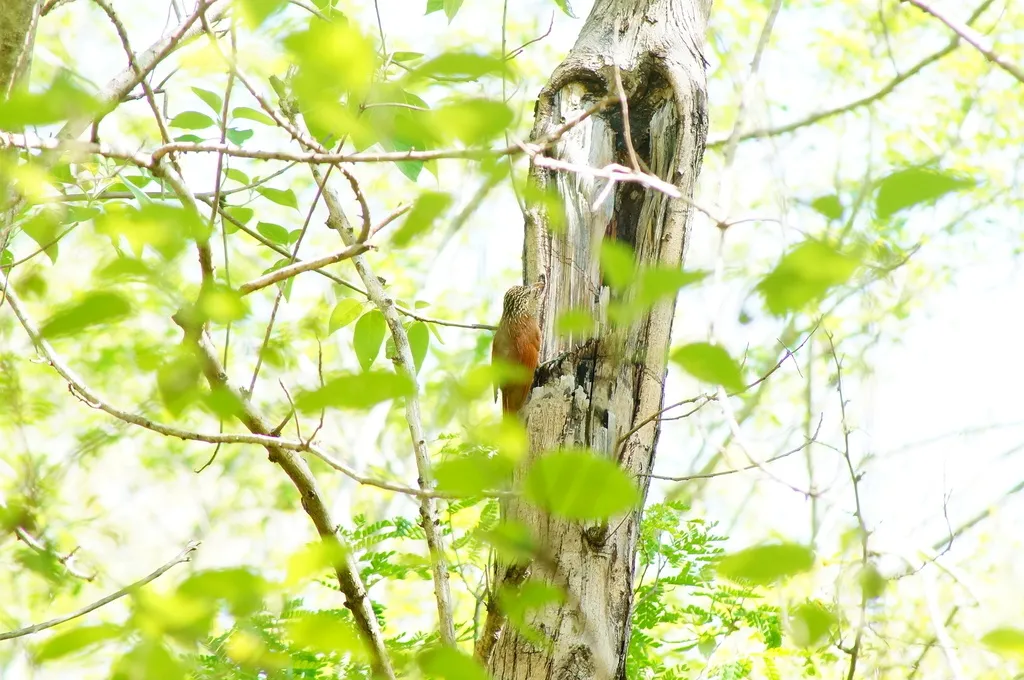 白嘴䴕雀(Xiphorhynchus flavigaster)