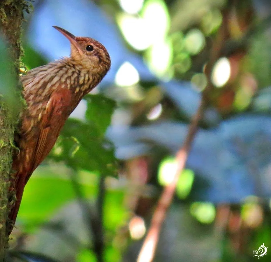 小䴕雀(Xiphorhynchus fuscus)
