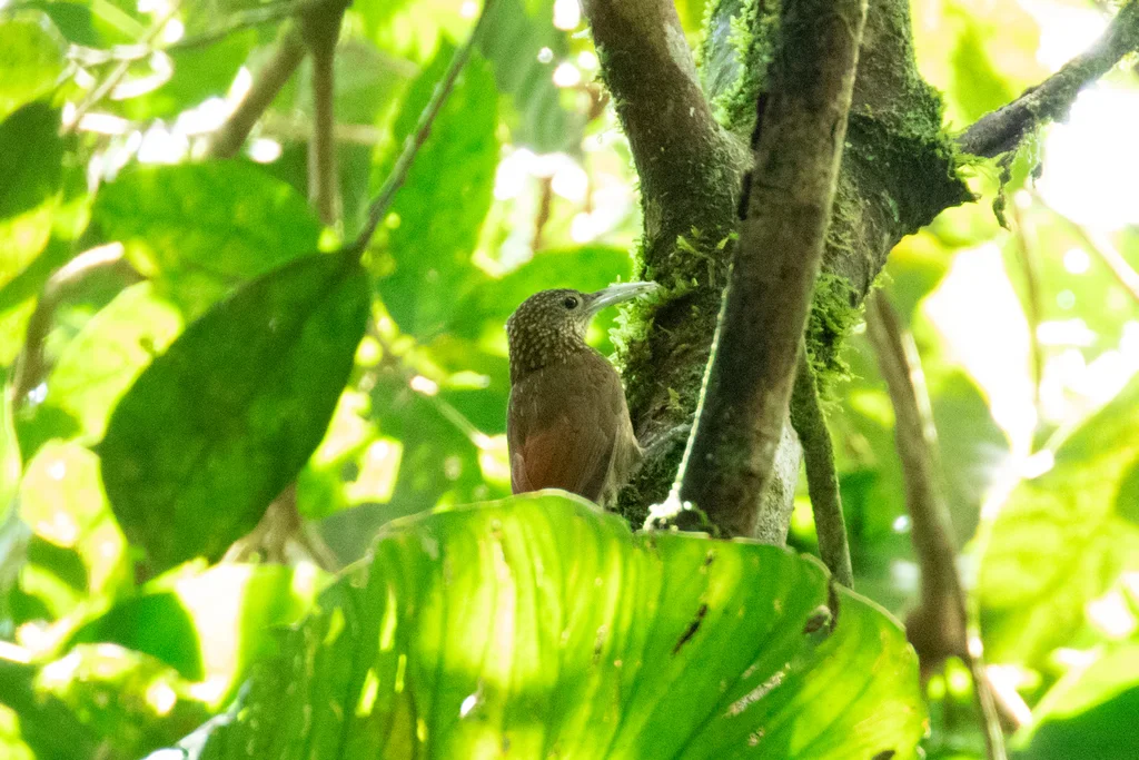 眼斑䴕雀(Xiphorhynchus ocellatus)