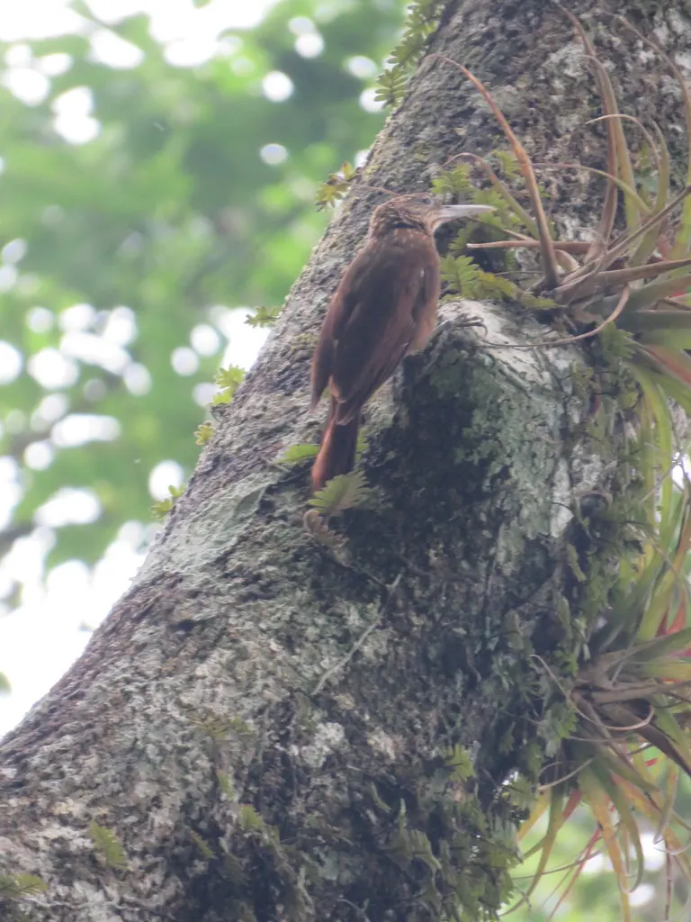 眼斑䴕雀(Xiphorhynchus ocellatus)