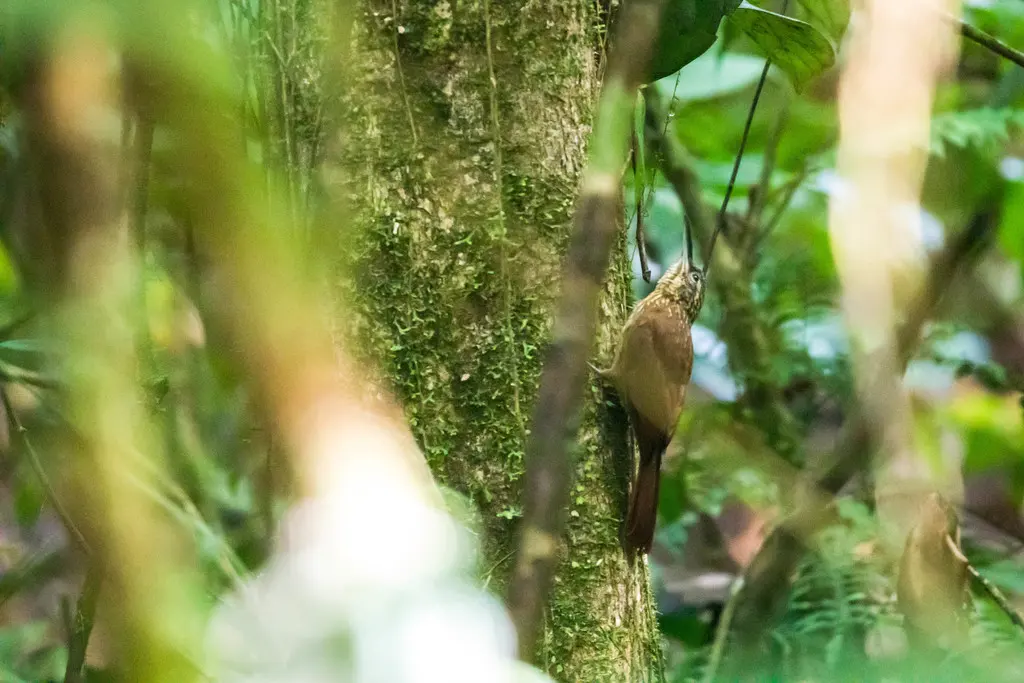 可岛䴕雀（Xiphorhynchus susurrans）