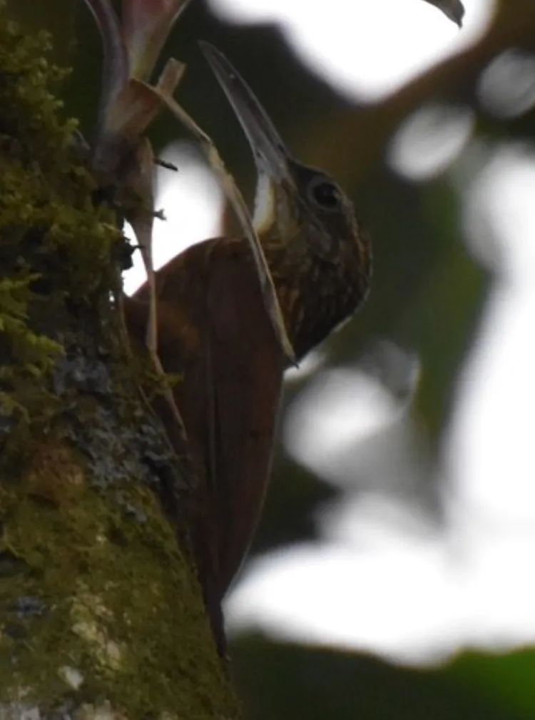 可岛䴕雀（Xiphorhynchus susurrans）