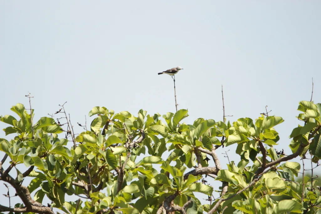 白腰蒙霸鹟(Xolmis velatus)
