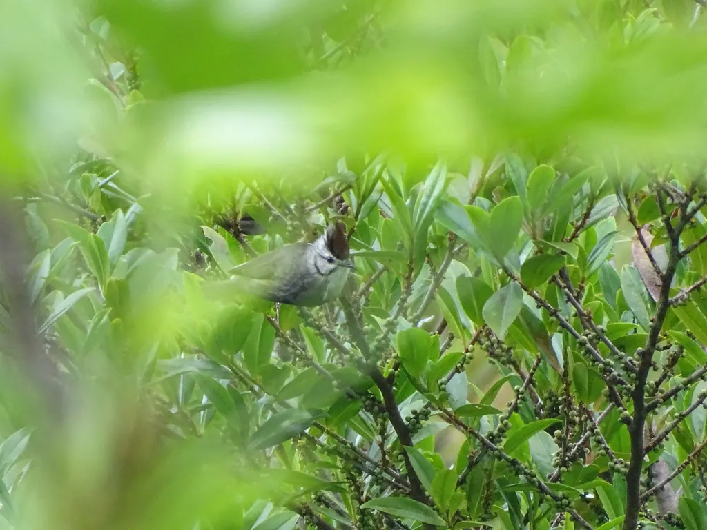 褐头凤鹛(Yuhina brunneiceps)