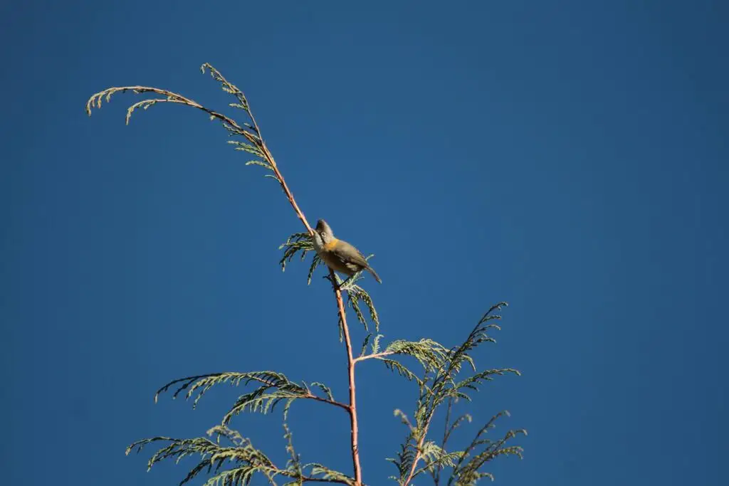 黄颈凤鹛(Yuhina flavicollis)