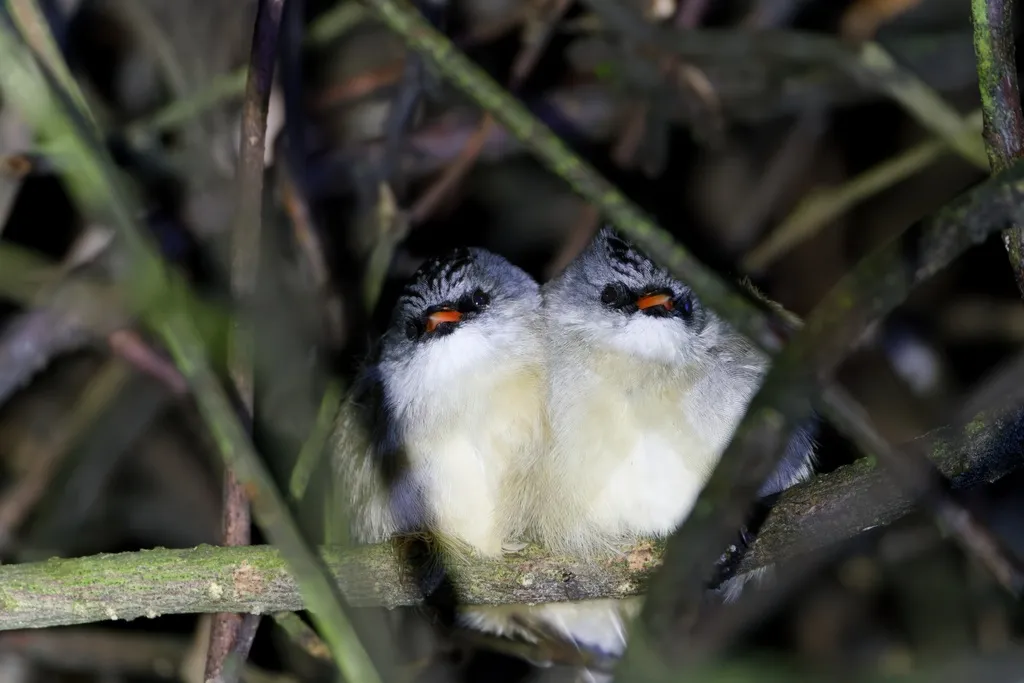 黑颏凤鹛（Yuhina nigrimenta）