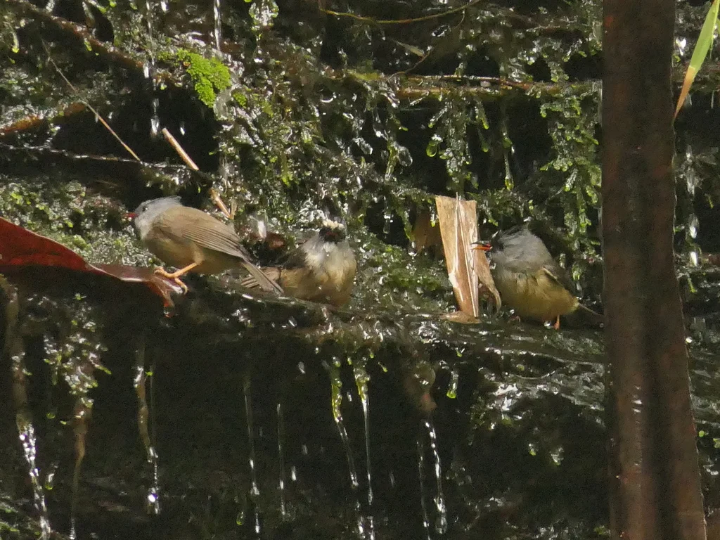 黑颏凤鹛（Yuhina nigrimenta）