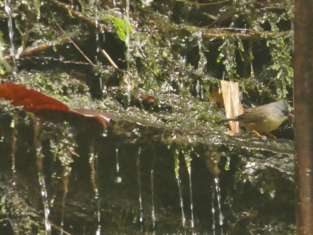 黑颏凤鹛（Yuhina nigrimenta）