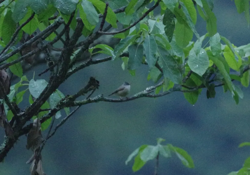 黑颏凤鹛（Yuhina nigrimenta）