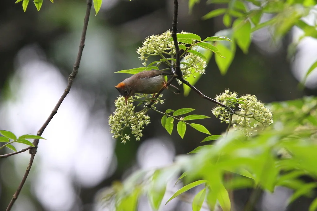 棕臀凤鹛(Yuhina occipitalis)