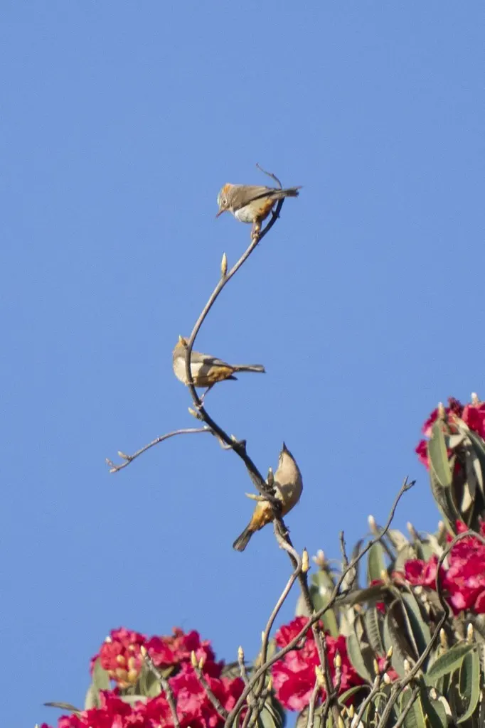 棕臀凤鹛(Yuhina occipitalis)