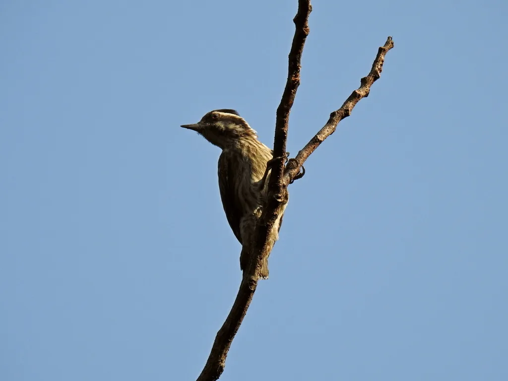 巽他啄木鸟(Yungipicus moluccensis)
