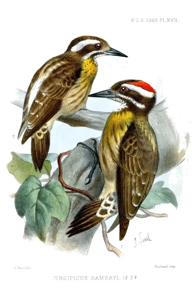苏禄啄木鸟(Yungipicus ramsayi)