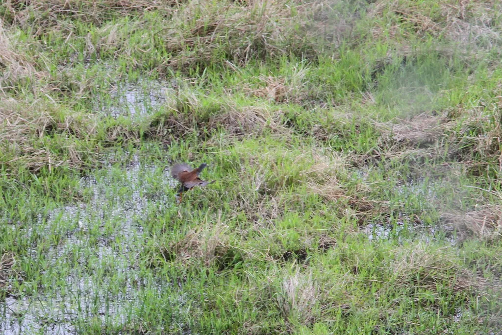 棕背田鸡(Zapornia bicolor)