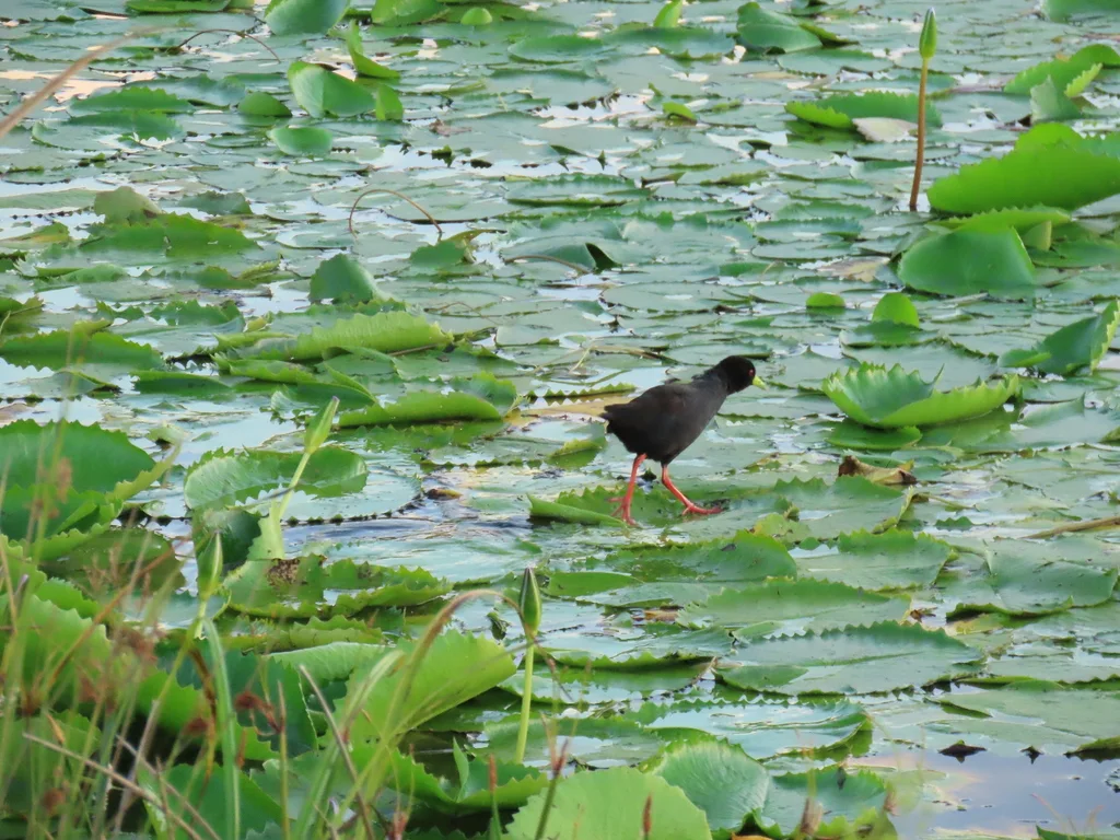 黑苦恶鸟(Zapornia flavirostra)