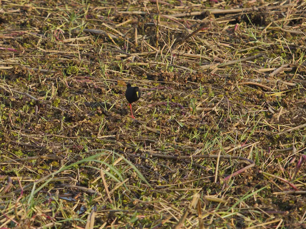 黑苦恶鸟(Zapornia flavirostra)