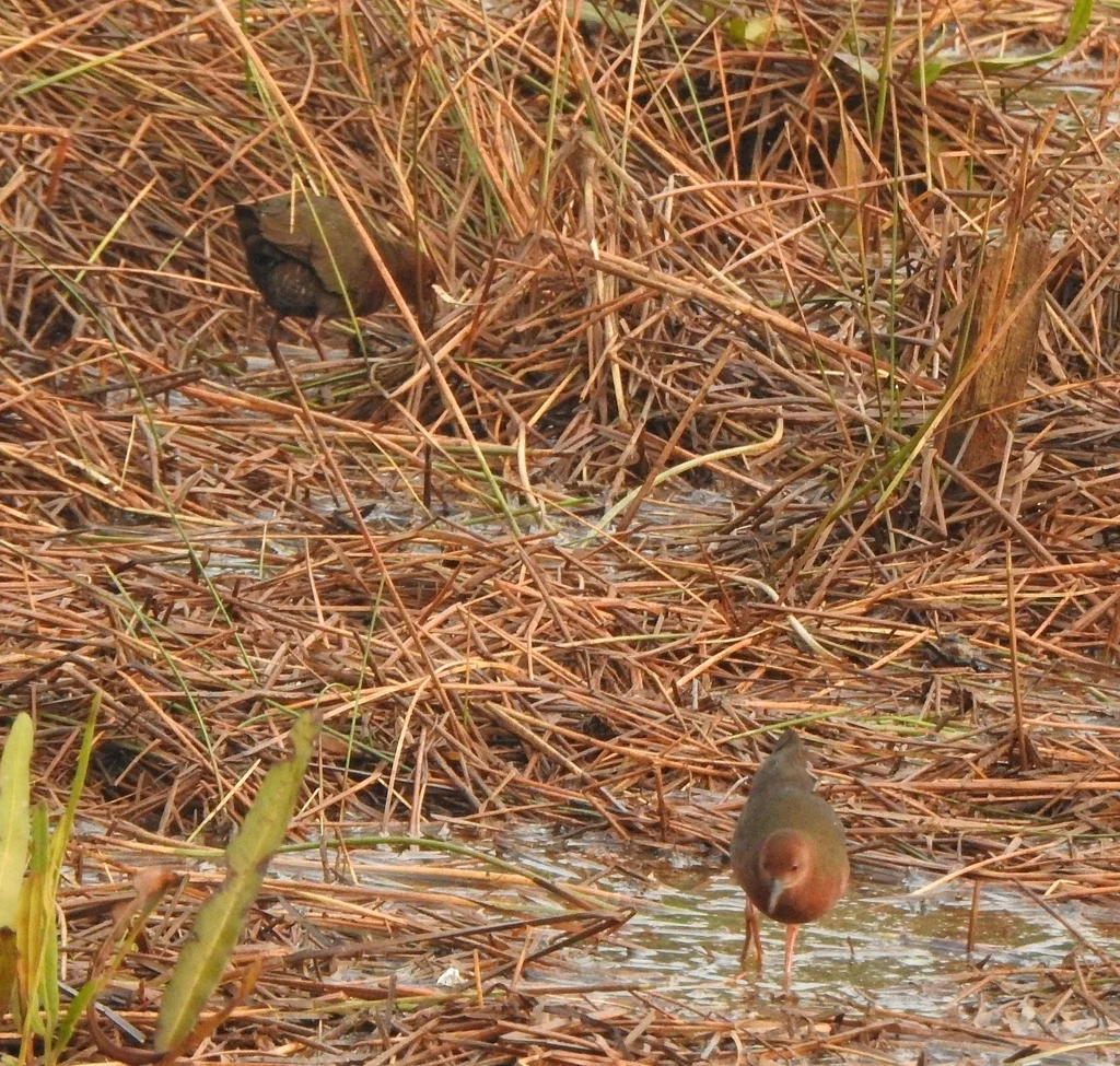 红胸田鸡(Zapornia fusca)