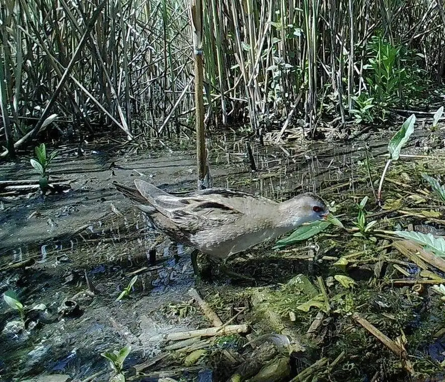 姬田鸡(Zapornia parva)