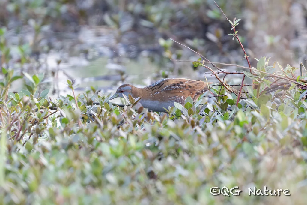 小田鸡(Zapornia pusilla)