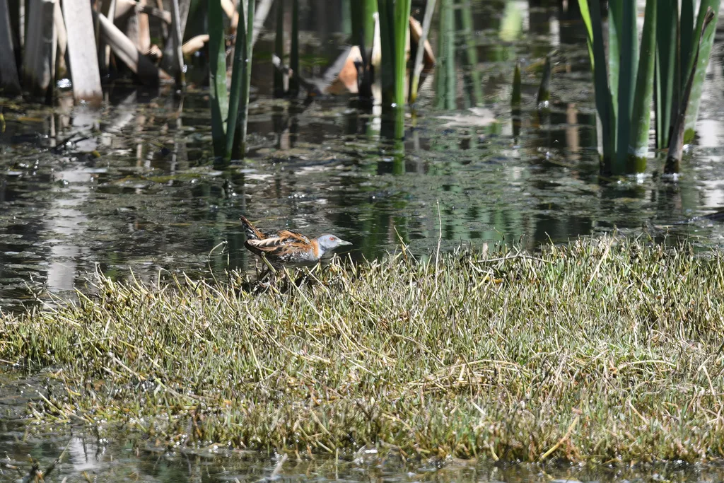 小田鸡(Zapornia pusilla)