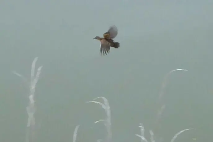 小田鸡(Zapornia pusilla)