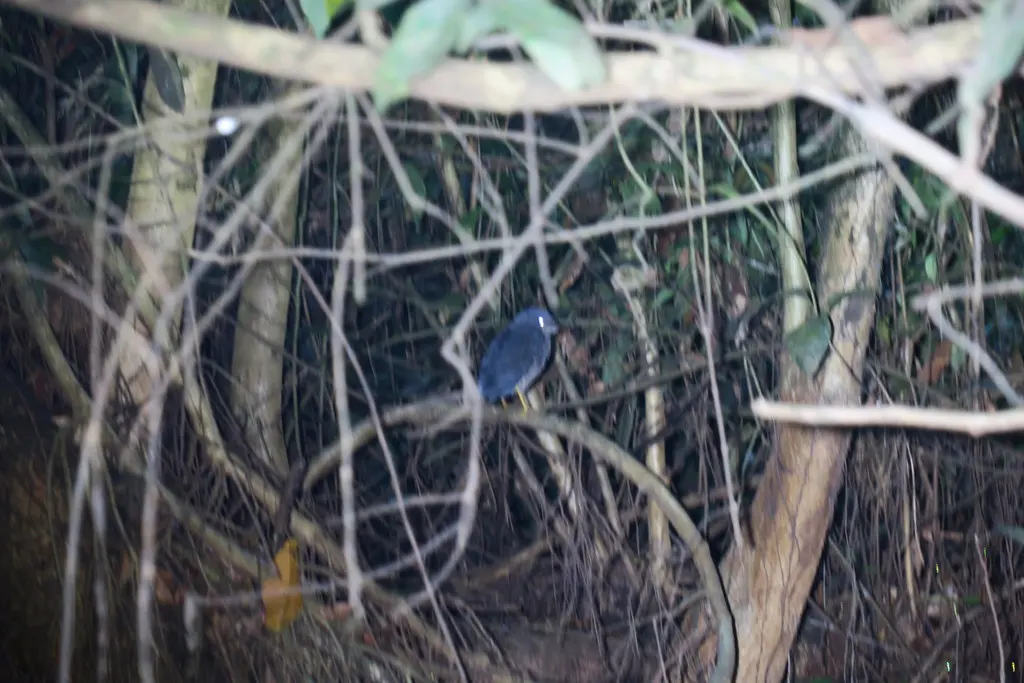 波斑鹭(Zebrilus undulatus)