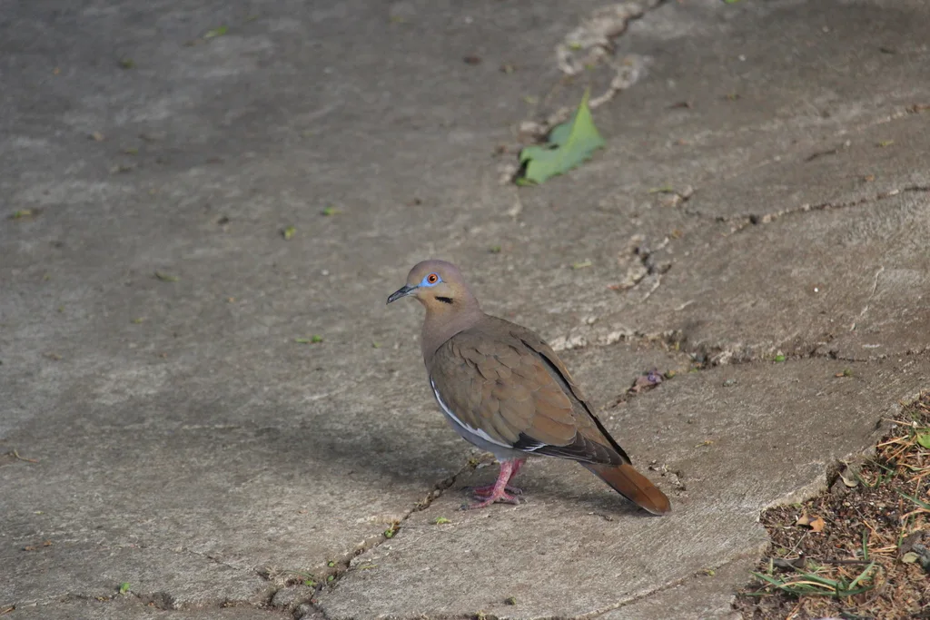 白翅哀鸽(Zenaida asiatica)
