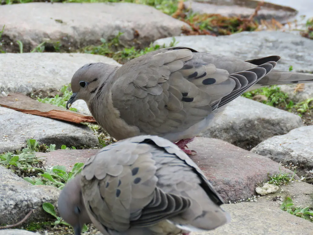 斑颊哀鸽(Zenaida auriculata)