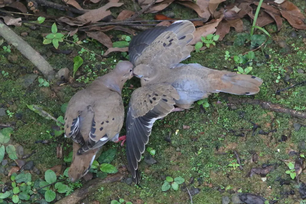 鸣哀鸽(Zenaida aurita)