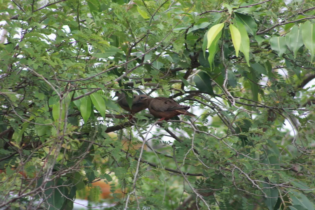鸣哀鸽(Zenaida aurita)