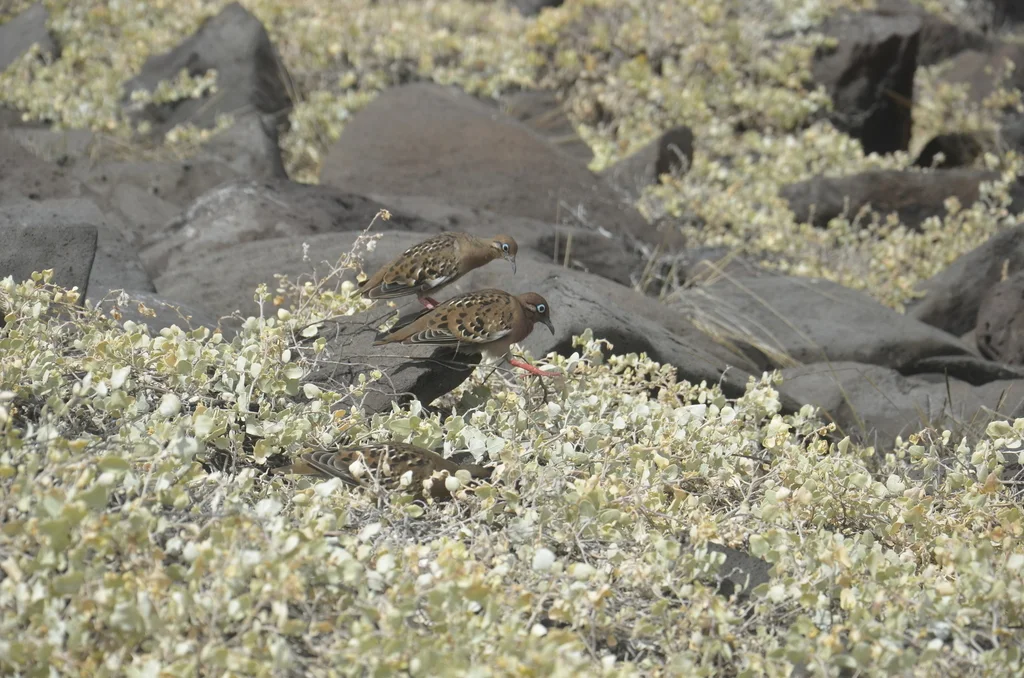 加岛哀鸽(Zenaida galapagoensis)