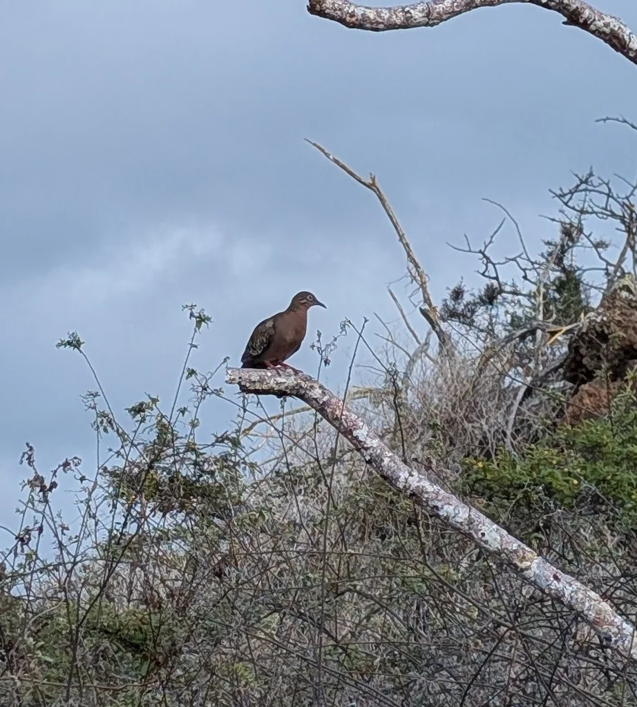 加岛哀鸽(Zenaida galapagoensis)