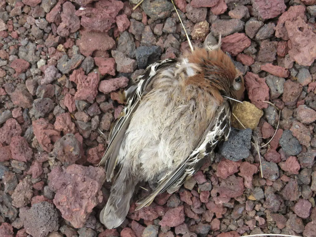加岛哀鸽(Zenaida galapagoensis)
