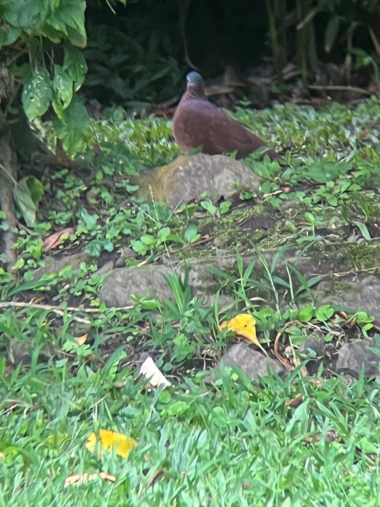 棕胸鹑鸠(Zentrygon chiriquensis)