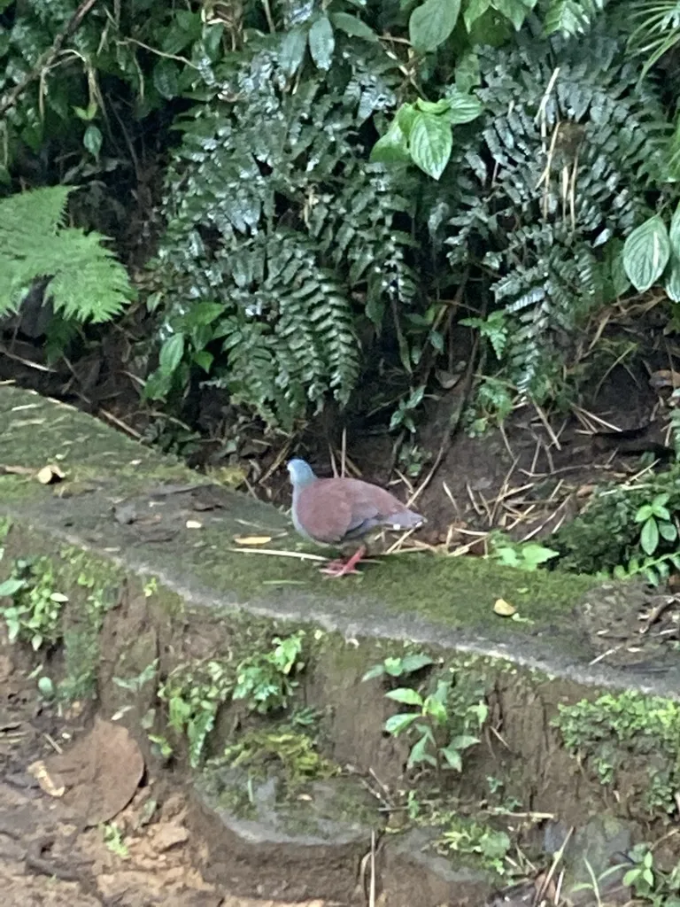 黄额鹑鸠(Zentrygon costaricensis)