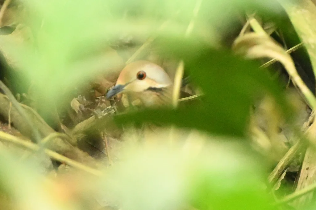 白脸鹑鸠(Zentrygon linearis)