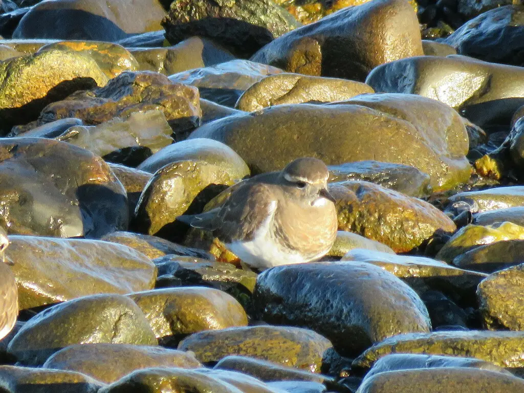 棕胸鸻(Zonibyx modestus)