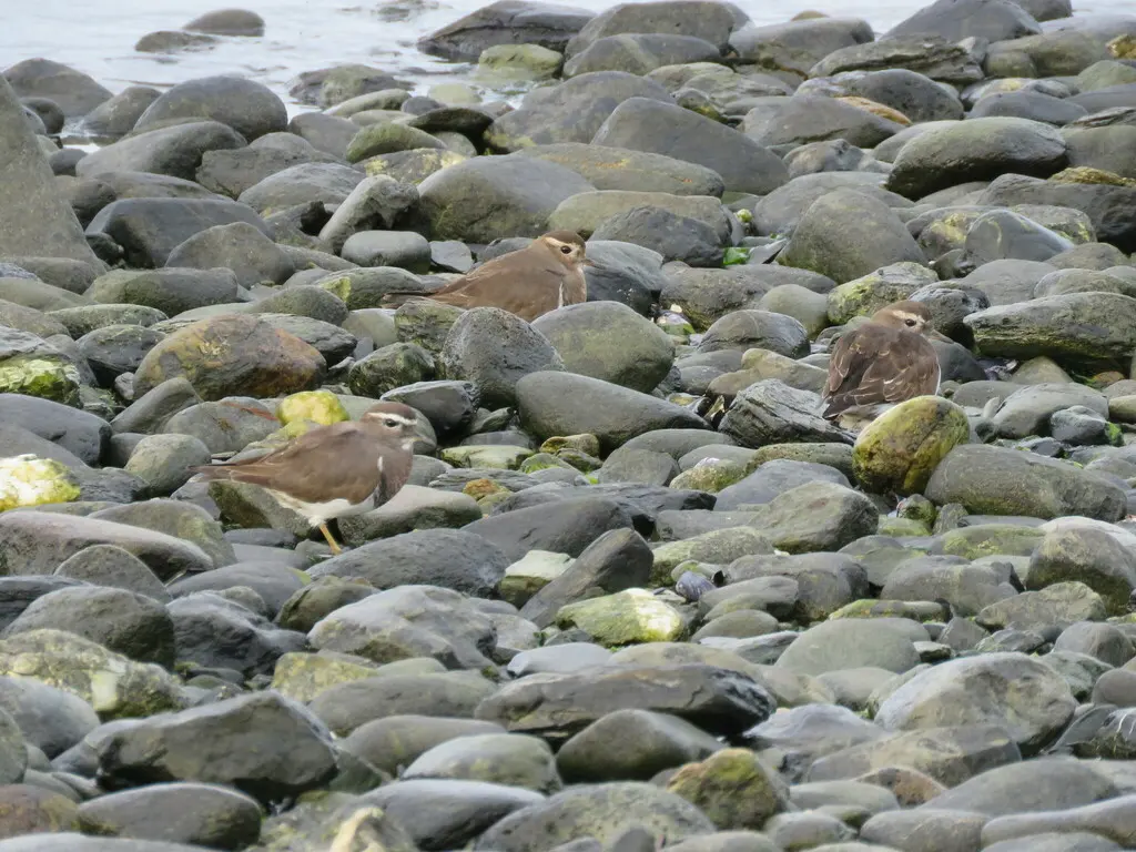 棕胸鸻(Zonibyx modestus)