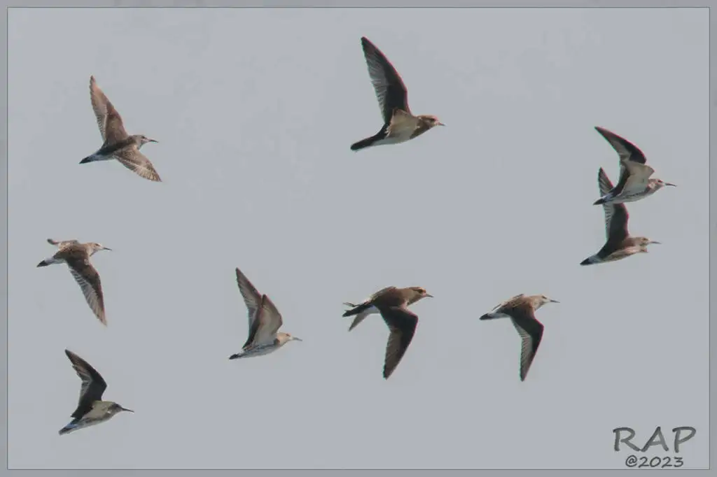 棕胸鸻(Zonibyx modestus)
