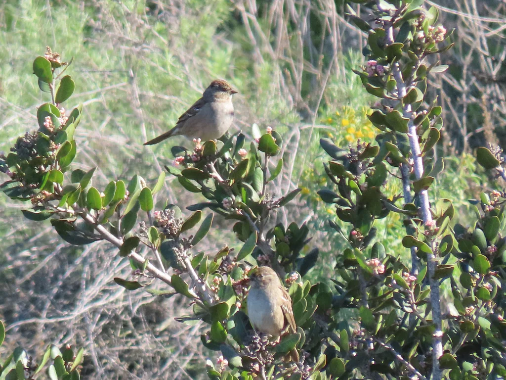 金冠带鹀(Zonotrichia atricapilla)