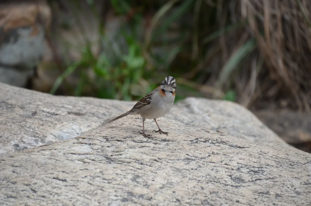 红领带鹀(Zonotrichia capensis)