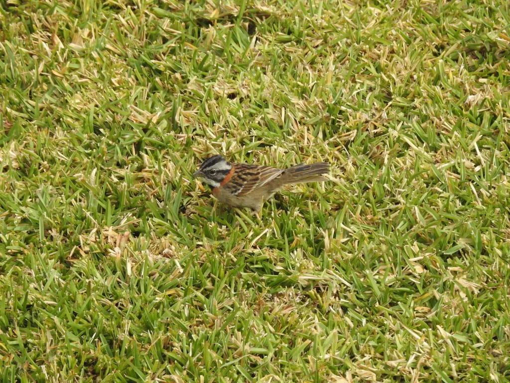 红领带鹀(Zonotrichia capensis)