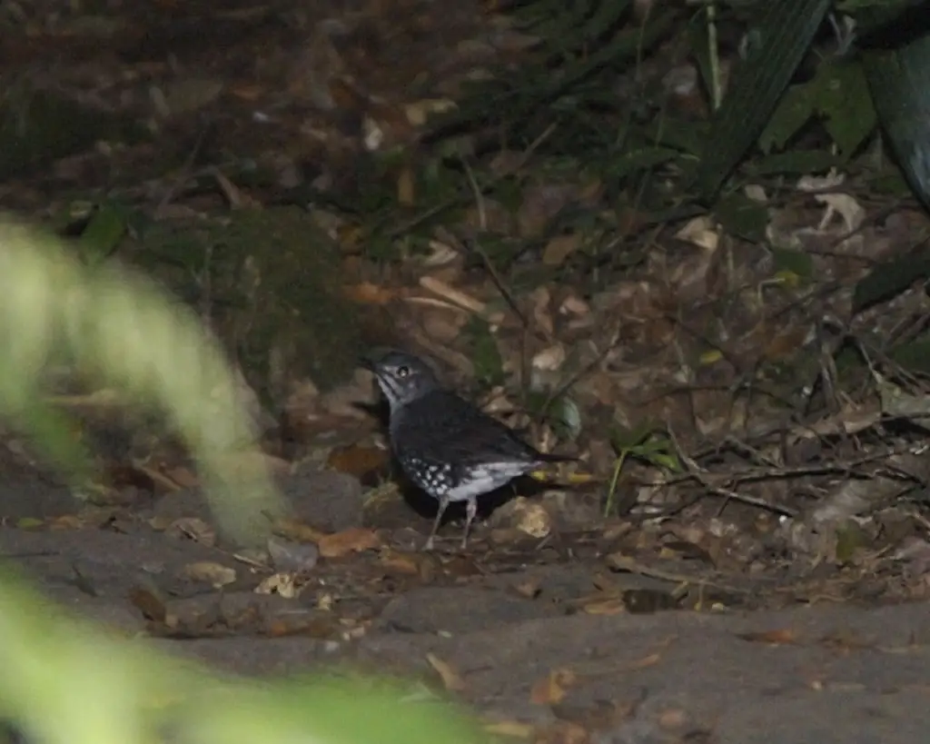 巽他地鸫(Zoothera andromedae)