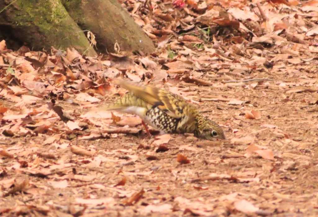 虎斑地鸫(Zoothera aurea)
