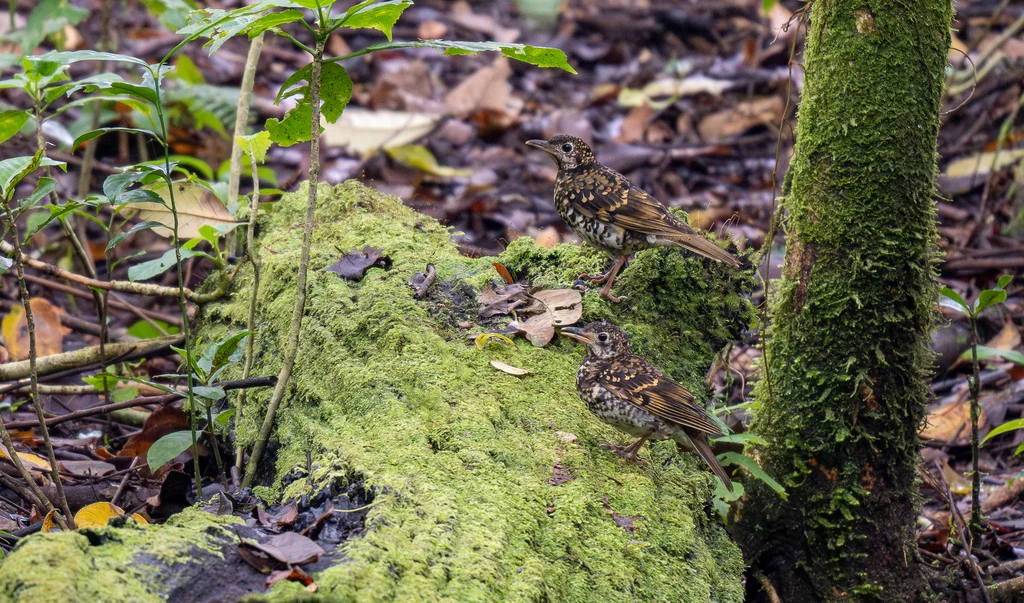 小虎斑地鸫(Zoothera dauma)