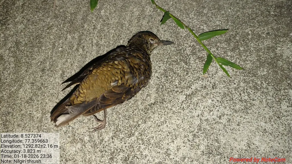 尼尔吉里地鸫(Zoothera neilgherriensis)