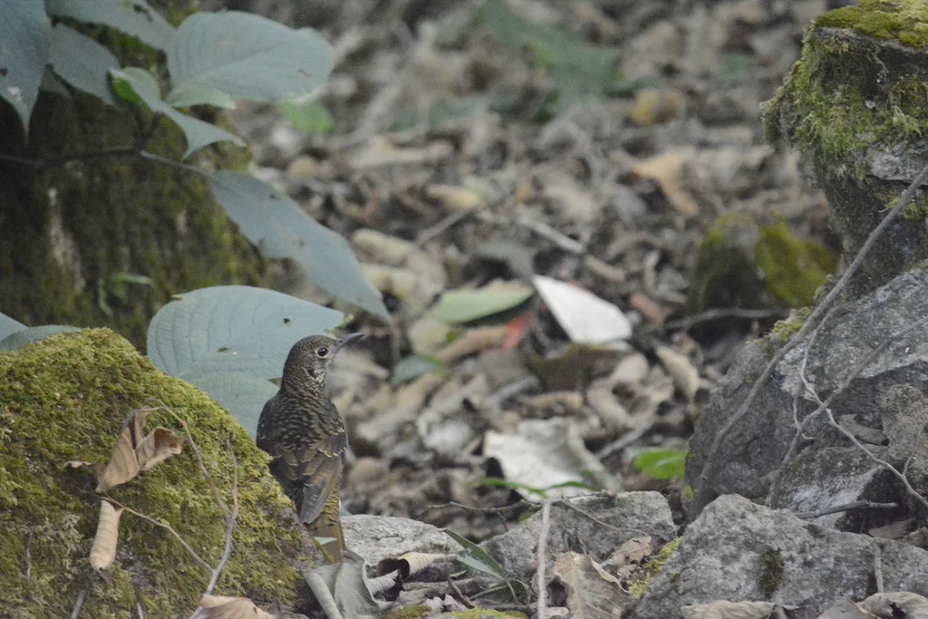尼尔吉里地鸫(Zoothera neilgherriensis)
