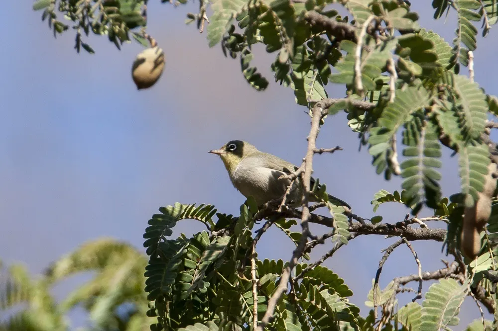 白胸绣眼鸟(Zosterops abyssinicus)