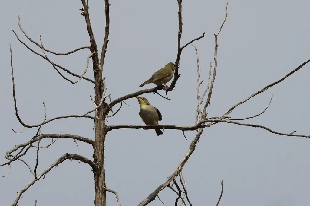 白胸绣眼鸟(Zosterops abyssinicus)