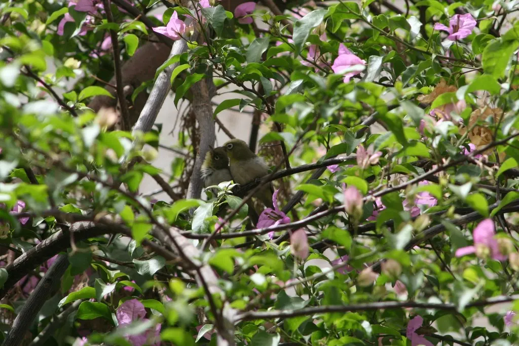 白胸绣眼鸟(Zosterops abyssinicus)